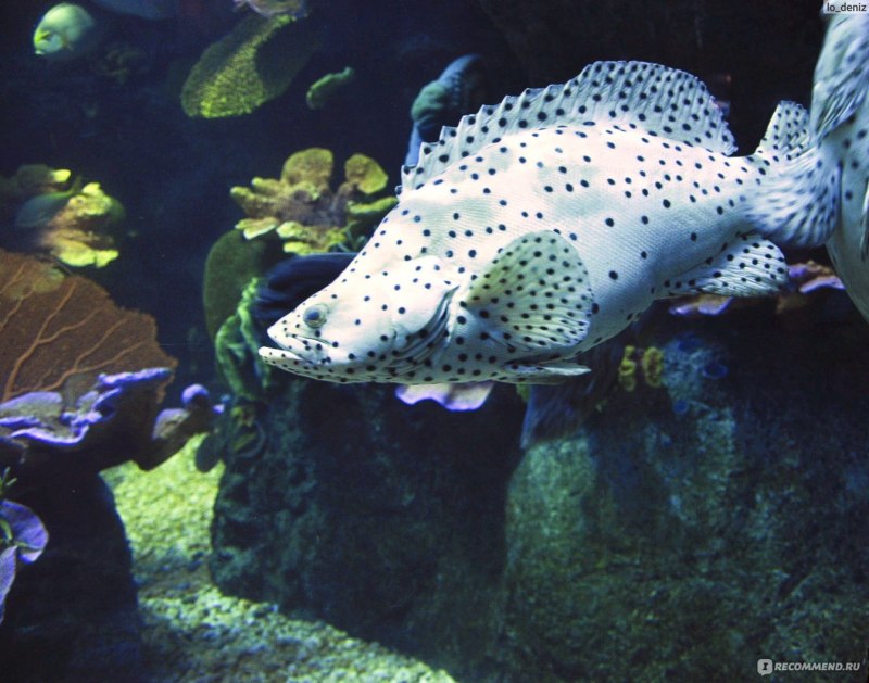 Siam Ocean World леопардовая мурена