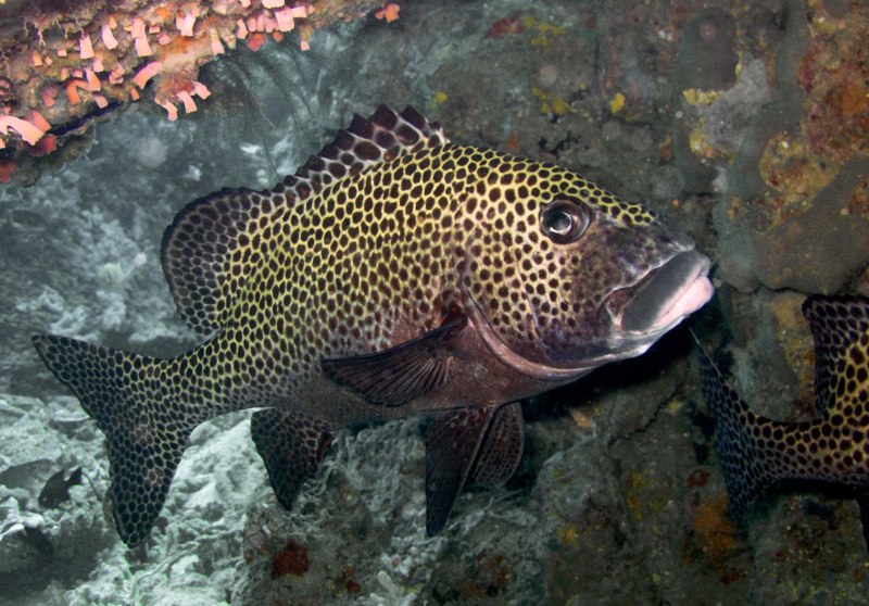 •Epinephelus tauvina – Групер таувина