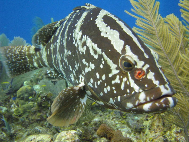 Epinephelus aeneus