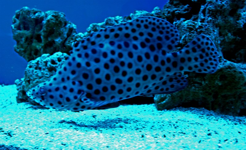 Cromileptes altivelis