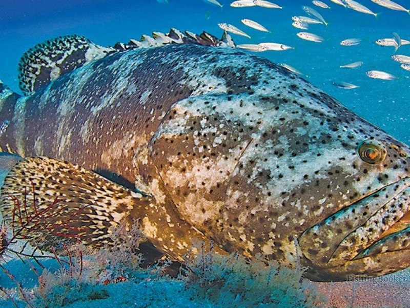 Plectropomus leopardus