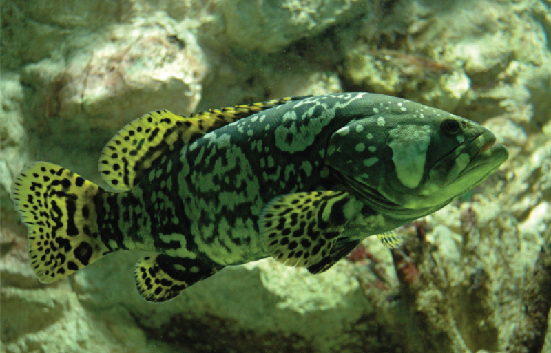 Epinephelus malabaricus