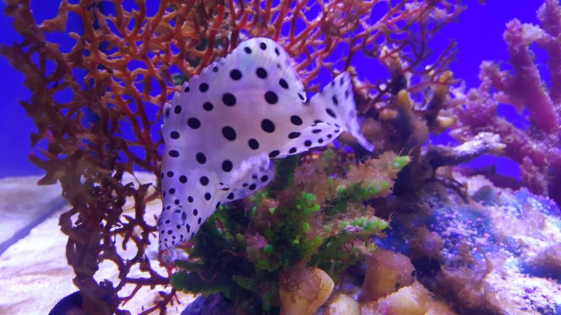 Epinephelus corallicola (морской окунь, группер