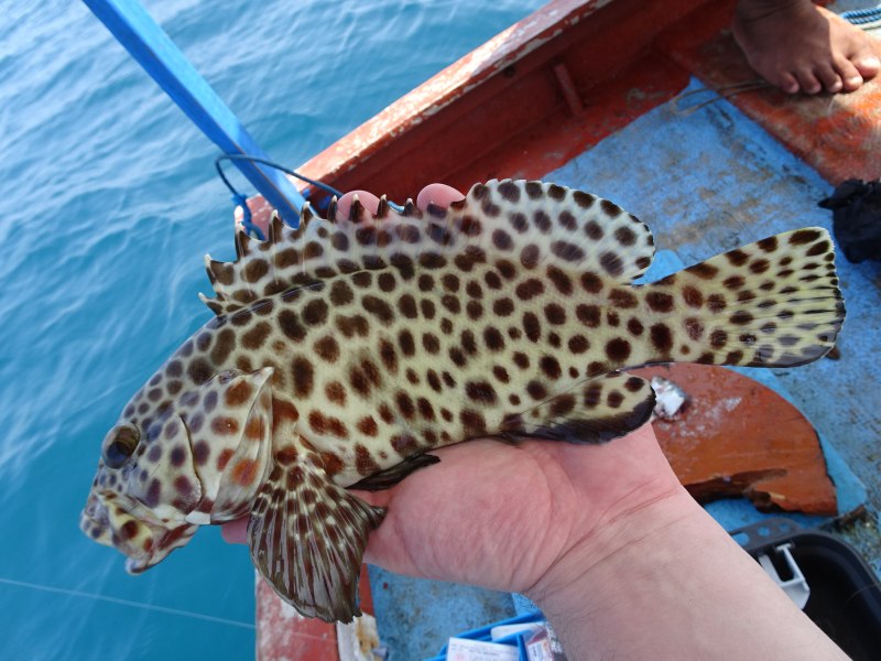 Gymnothorax favagineus