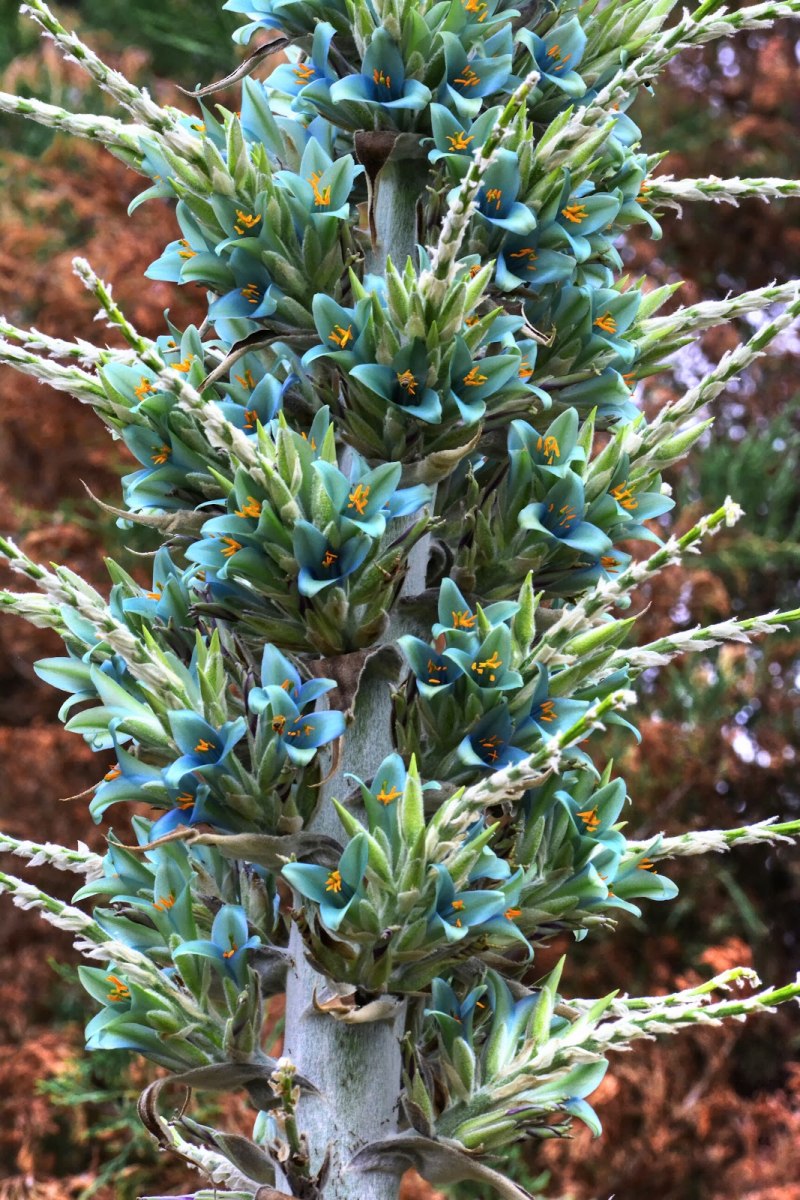 Puya Mirabilis