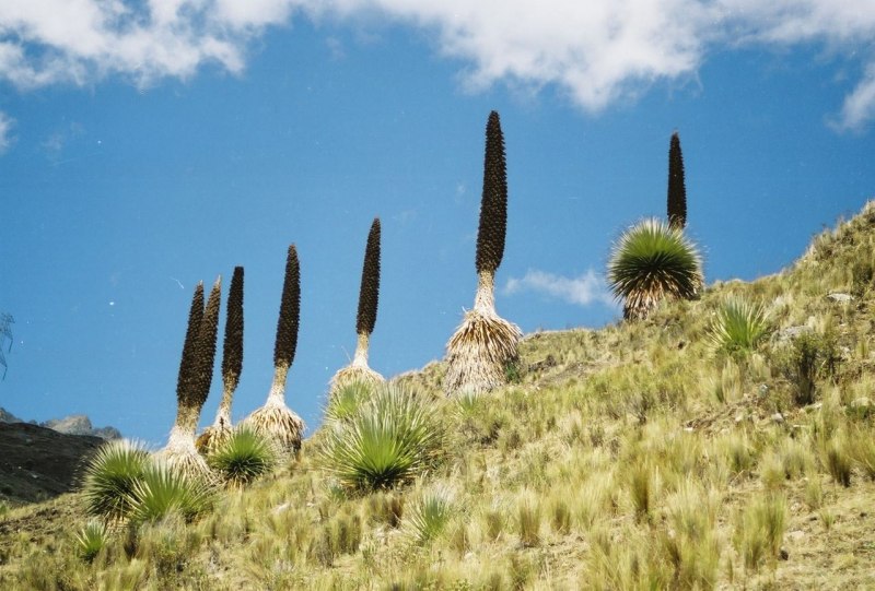 Фото Puya dyckioides или Пуйя дакиойдес