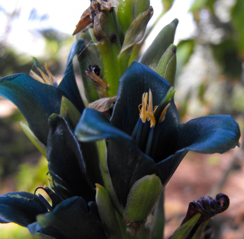 Пуйя Раймонда (Puya raimondii)