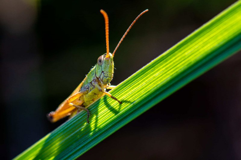 Tettigonia dolichoptera