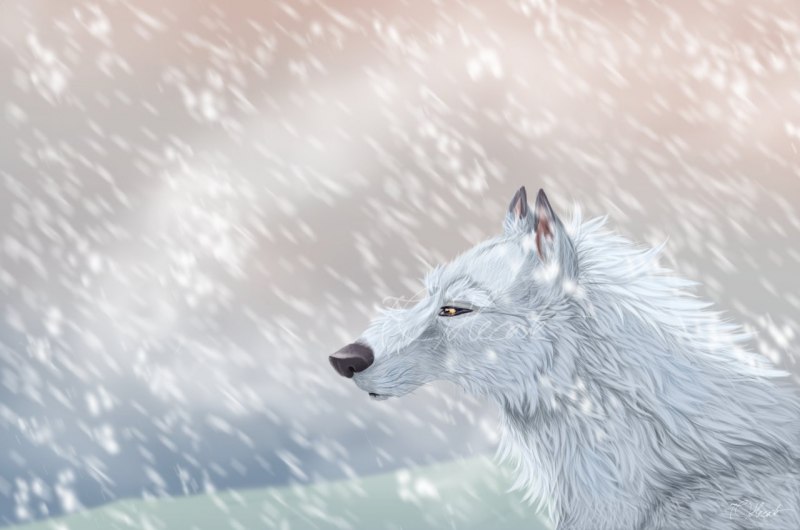 Arctic Wolf (Арктический волк)