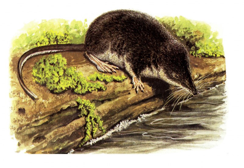 Blarina brevicauda