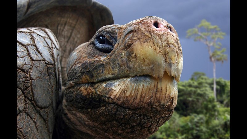 Галапагосская слоновая черепаха (68 фото)