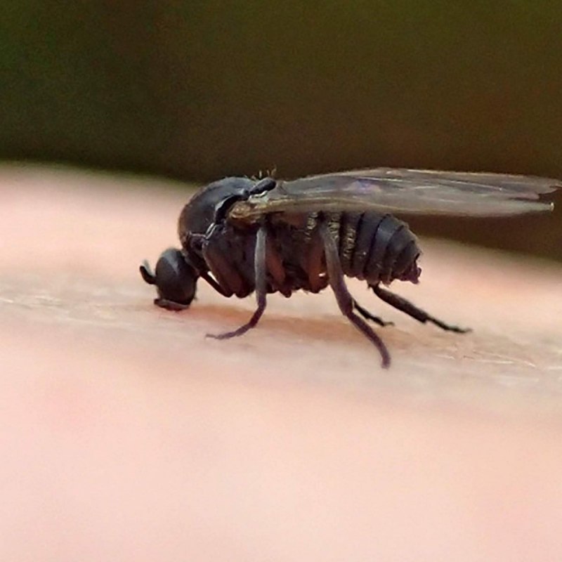 Мошки Simuliidae