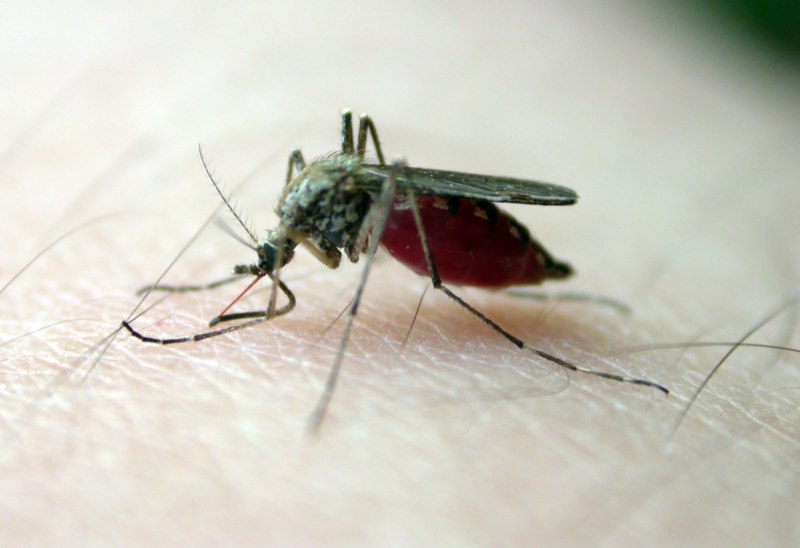 Мошки Simuliidae