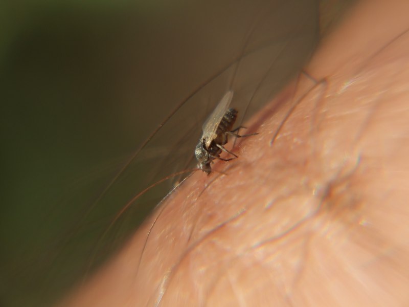 Мокрецы Ceratopogonidae