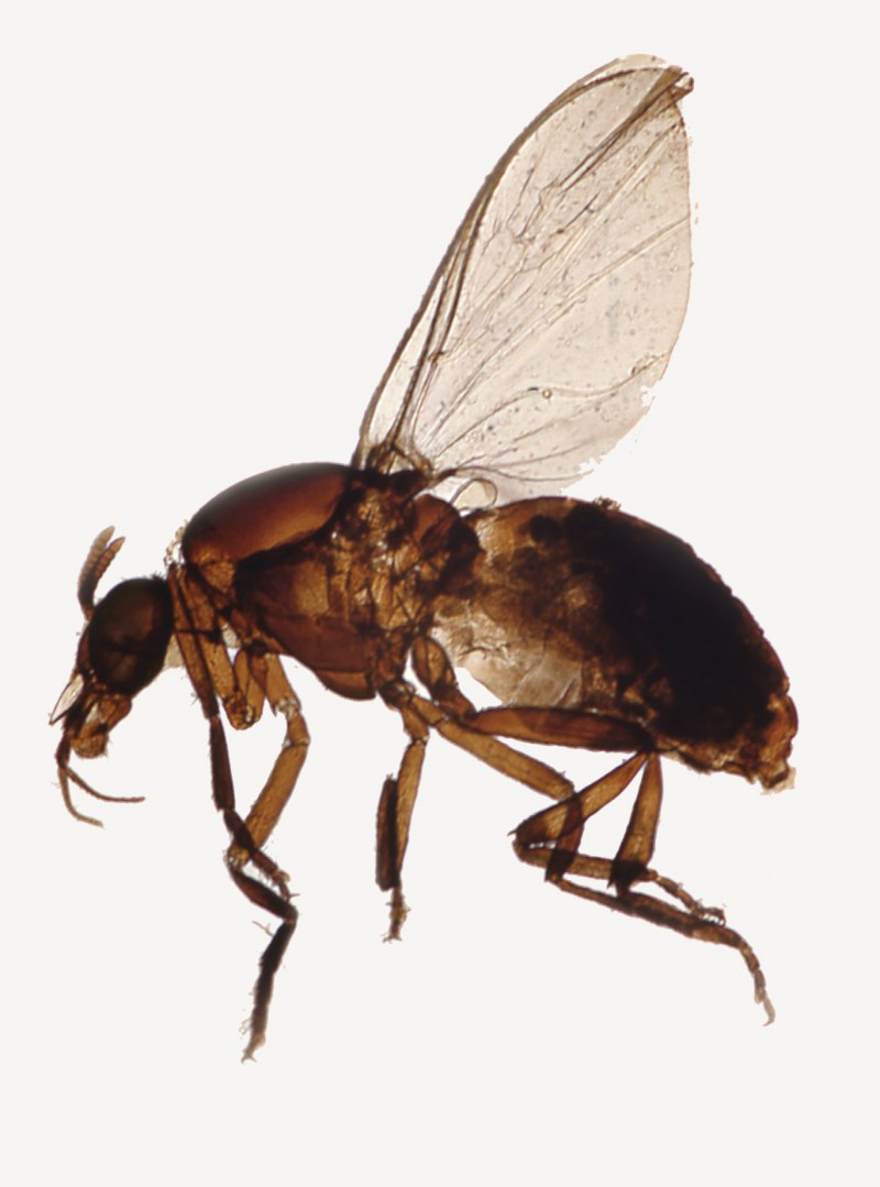Мошки Simuliidae