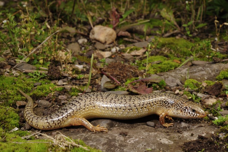 Глазчатый халцид Chalcides ocellatus