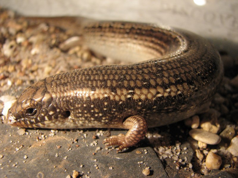 Глазчатый халцид Chalcides ocellatus