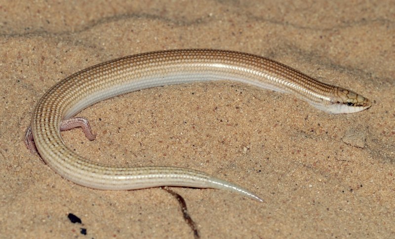 Chalcides ocellatus содержание
