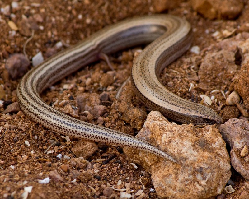 Chalcides sexlineatus