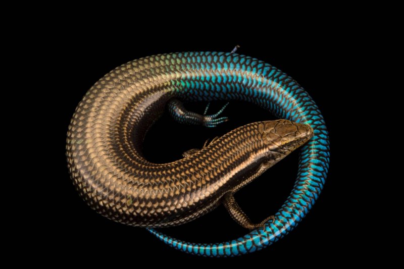 Three-toed Skink