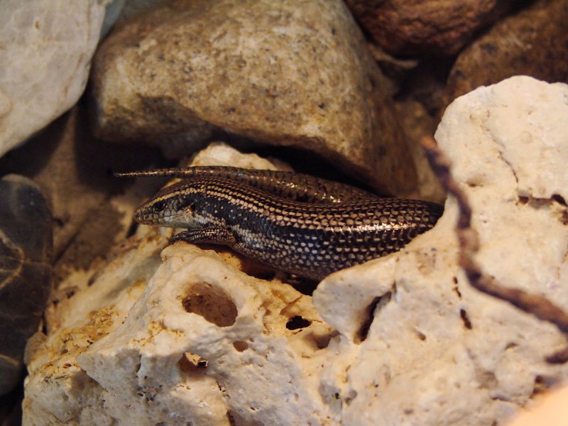 Sandfish ящерица
