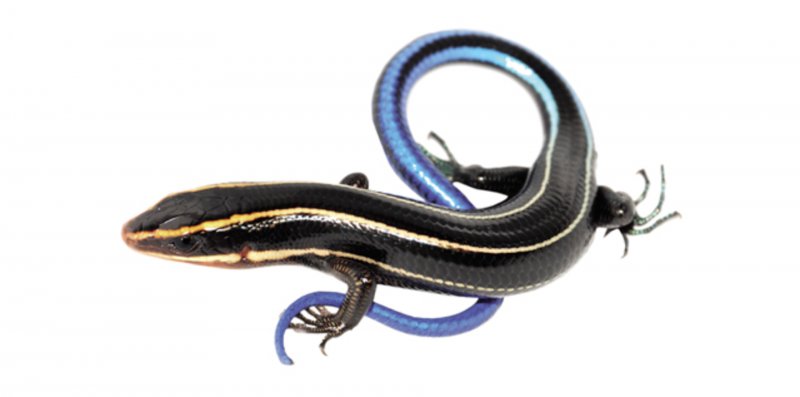 Picripleuroxus striatus