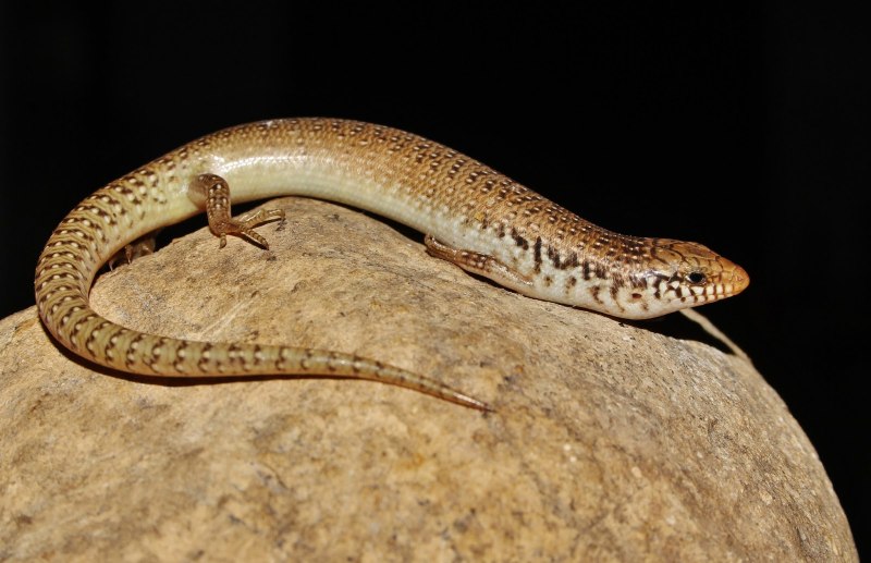 Глазчатый халцид Chalcides ocellatus