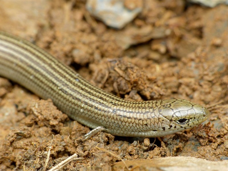 Chalcides sexlineatus содержание