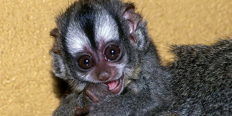 Мирикина (лемуровая) - Aotus lemurinus