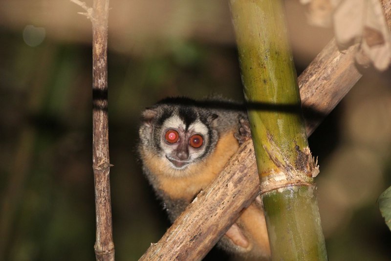 Aotus nigriceps