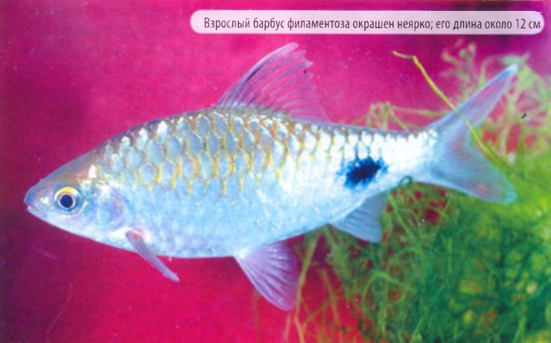 Барбус олиголепис (Oliotius oligolepis)
