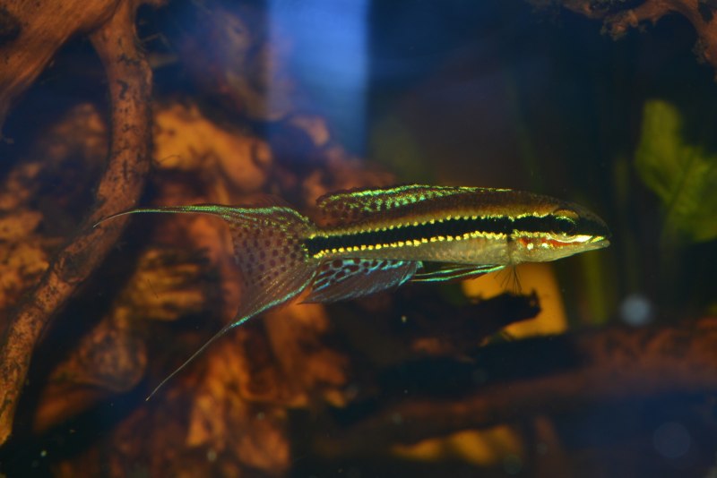 Dicrossus filamentosus