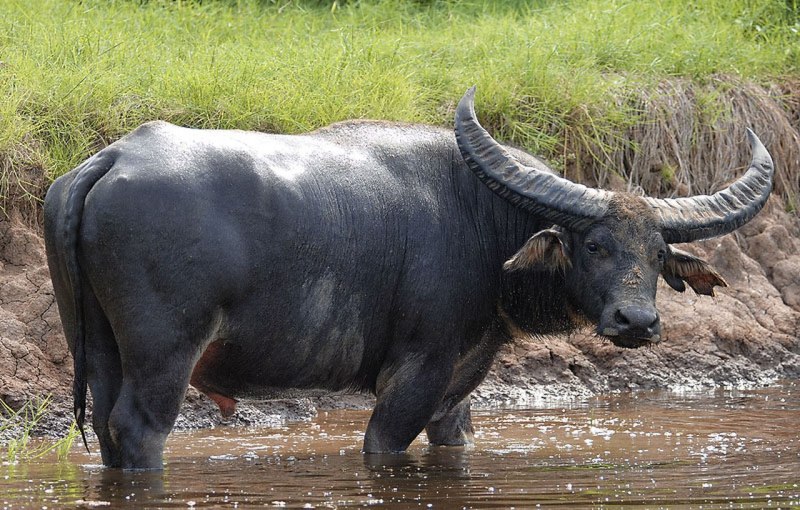  Bubalus bubalis