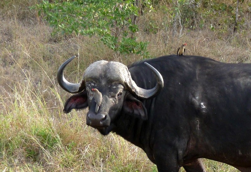 Buffalo Buffalo Buffalo Buffalo