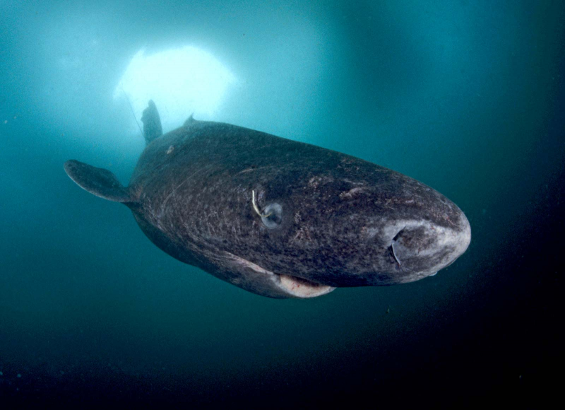 Полярная акула (Somniosus microcephalus)