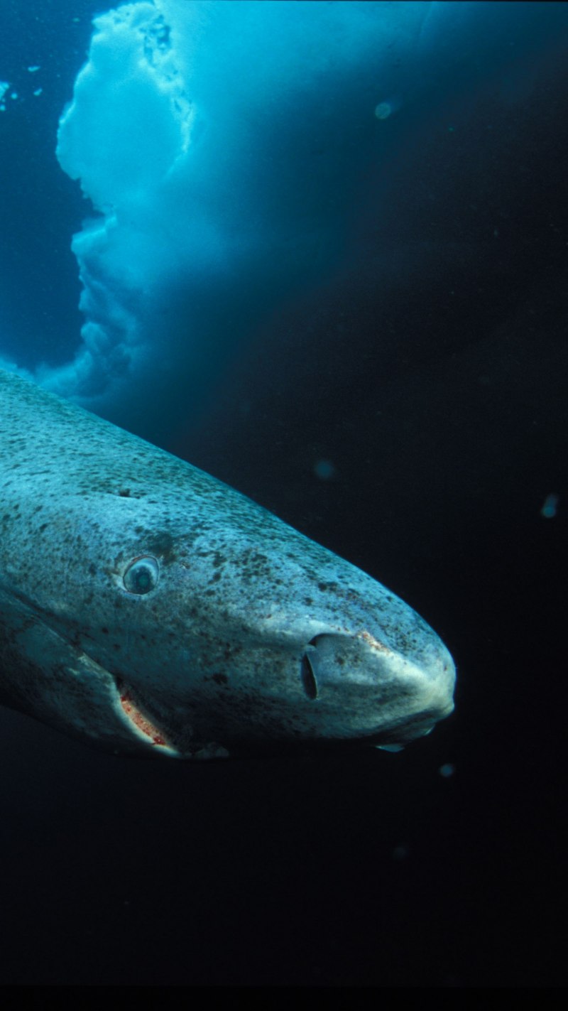 Гренландская акула (62 фото)
