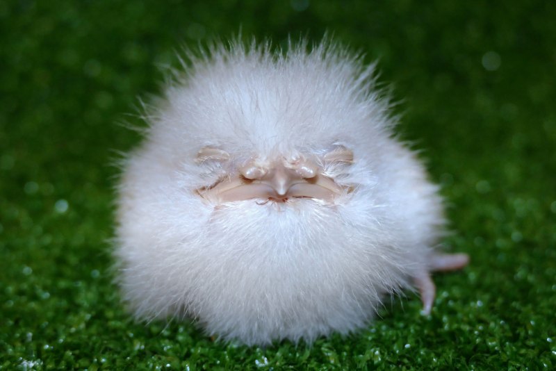 Американская норка (Mustela Vison)