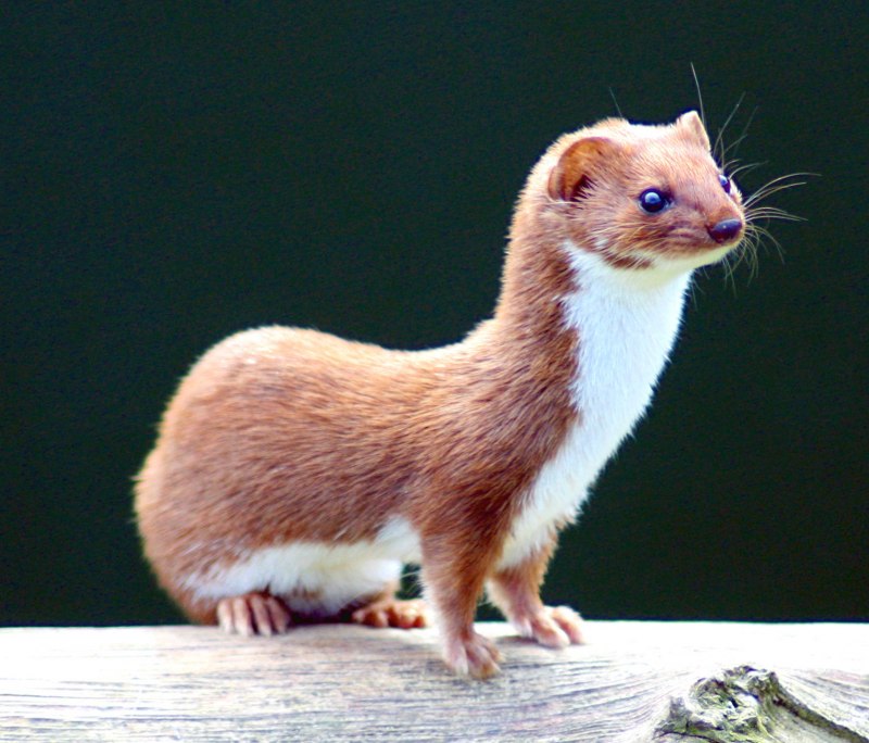 Горностай (Mustela erminea)