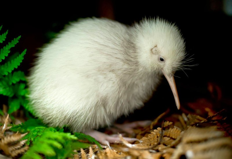 Ласка (Mustela nivalis)