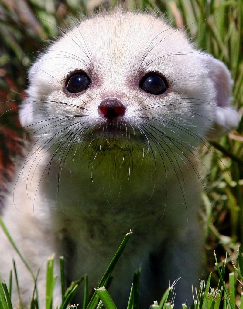 Ласка (Mustela nivalis)