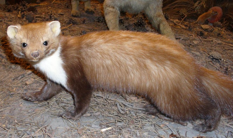 Сибирский колонок Mustela sibirica