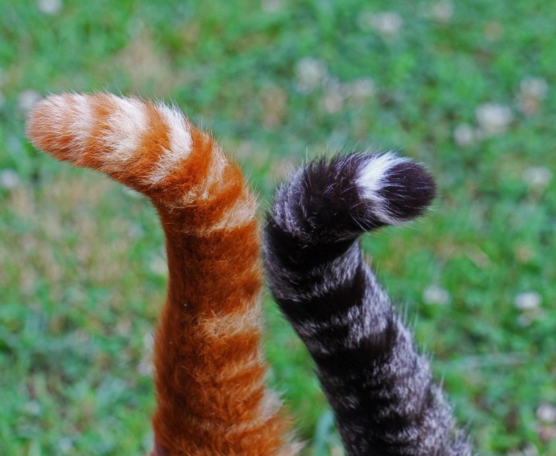 Горностай (Mustela erminea)