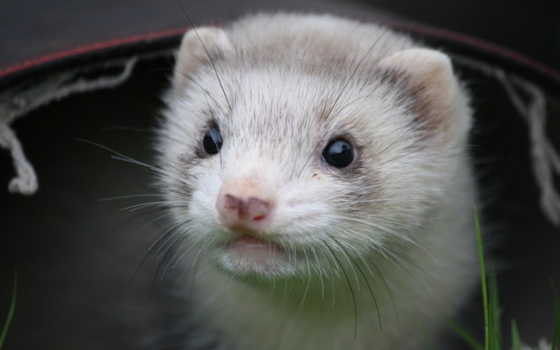 Горностай (Mustela erminea)