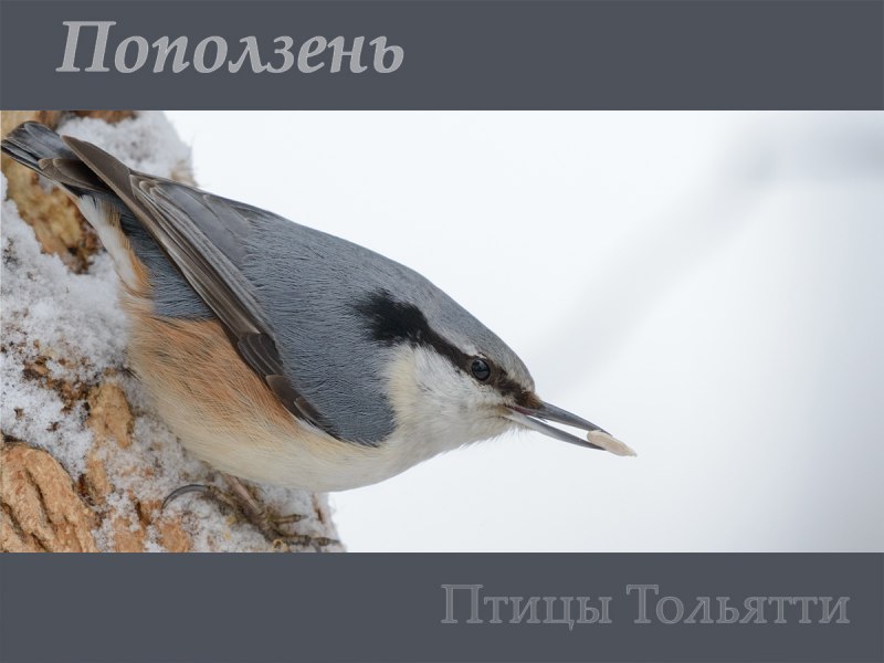 Поползень обыкновенный в Сибири