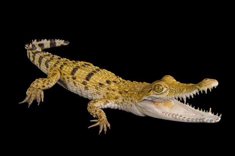 Гребнистый крокодил (Crocodylus porosus).
