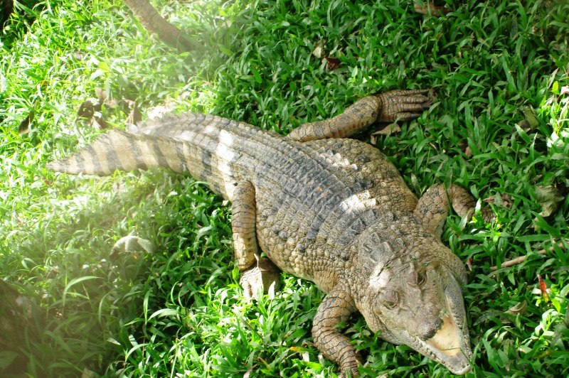 Центральноамериканский крокодил (Crocodylus moreletii)