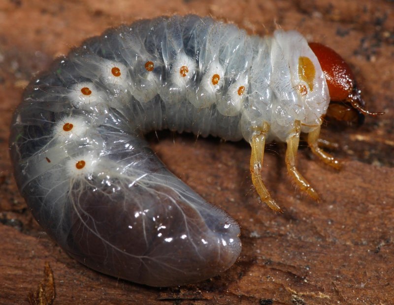 Gelechiidae