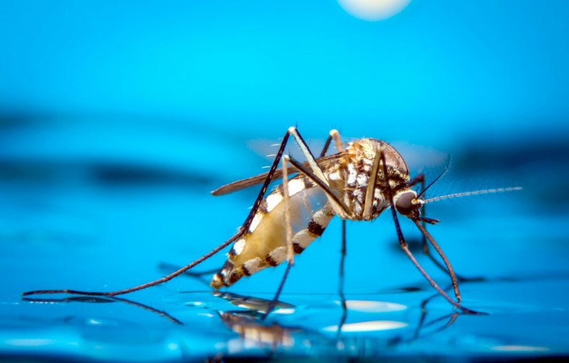 Водяной комар (68 фото)
