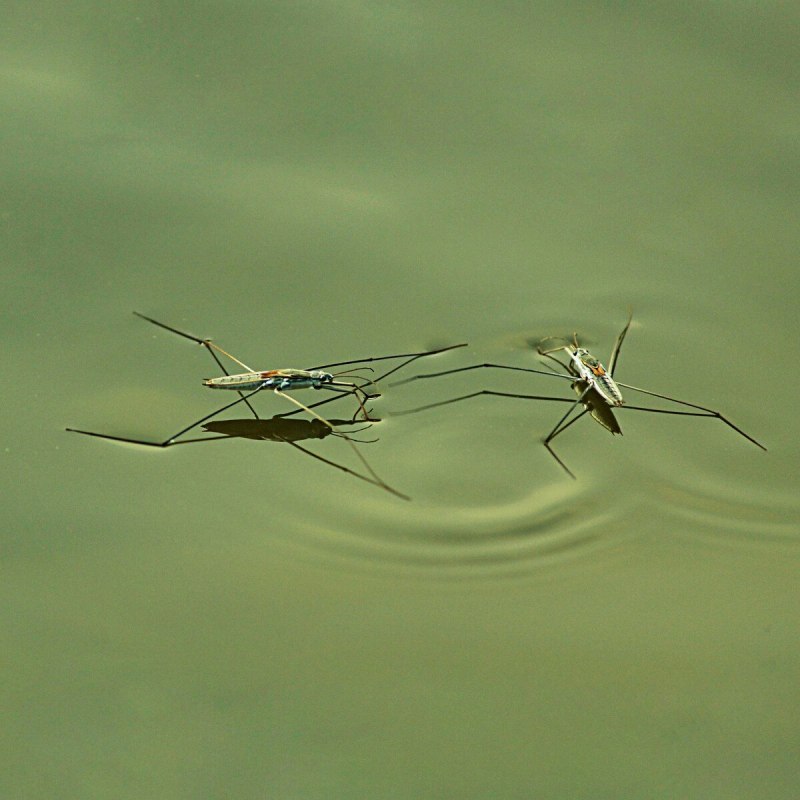 Водяной клоп — Водомерка