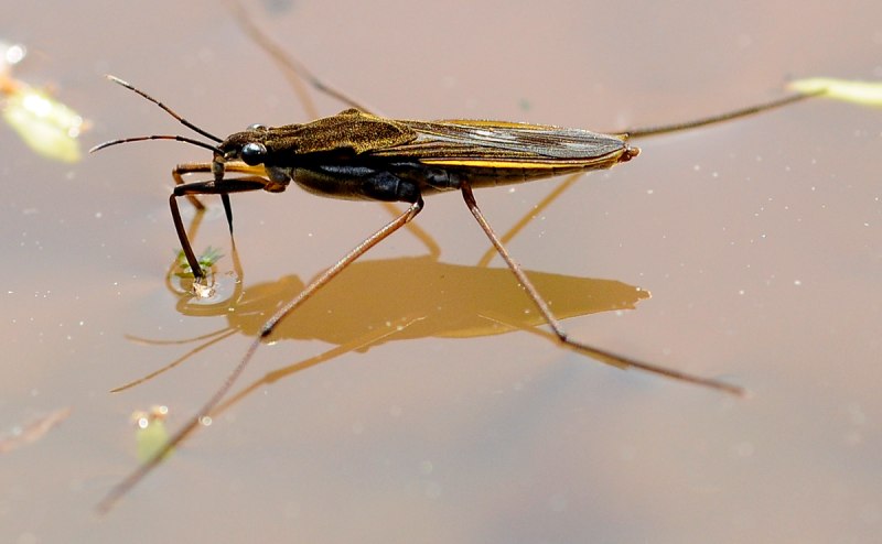Gerris lacustris – Водомерка Прудовая